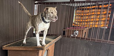 Psy czekają na spacery. Bytomskie schronisko zaprasza chętnych