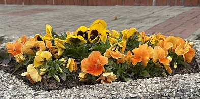 Wielkie wiosenne kwiatów sadzenie