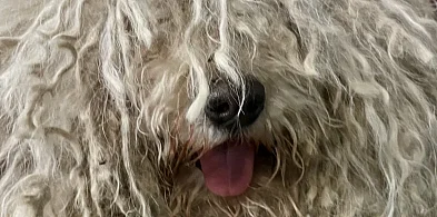 Piekary Śląskie nie korzystają już z usług firmy Anikon