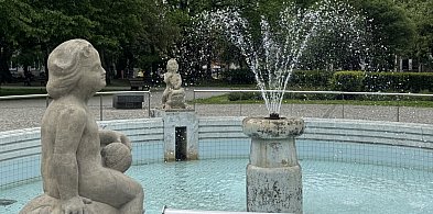 Rzecz o drzewach w mieście. Rusza cykl zielonych spacerów po Bytomiu