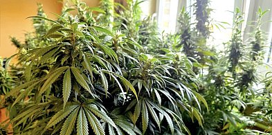 Spektakularna plantacja w jednym z bytomskich mieszkań