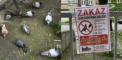 Problemy z gołębiami. Mieszkańcy Bytomia walczą z ich dokarmiaczami