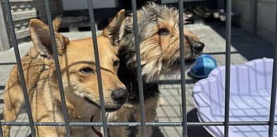 Trwa zbiórka na zakup samochodu dla bytomskiego schroniska