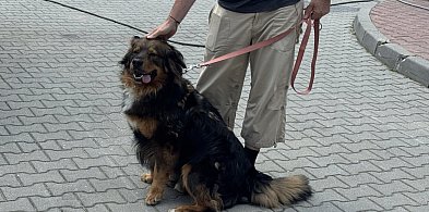 Trwają zapisy na lipcowe spacery z podopiecznymi bytomskiego schroniska