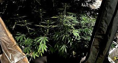 Prowadził samochód po pijanemu, w domu miał narkotyki-31746