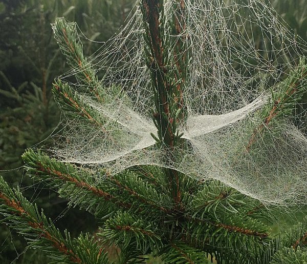 Kupujesz żywą choinkę na święta? Ten szczegół łatwo przeoczyć-31701