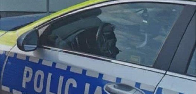 Nie miał prawka, a prowadził auto