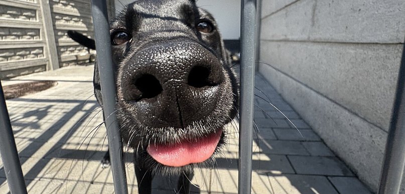 Fundacja PETRALANA uruchomiła zbiórkę na zakup samochodu dla schroniska