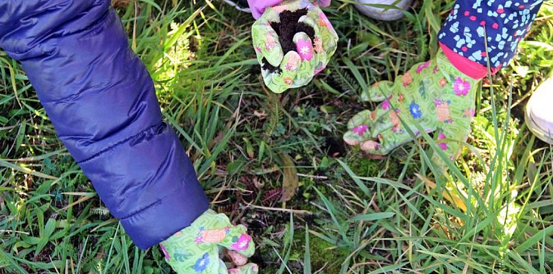 W Radzionkowie posadzono krokusy - 30821