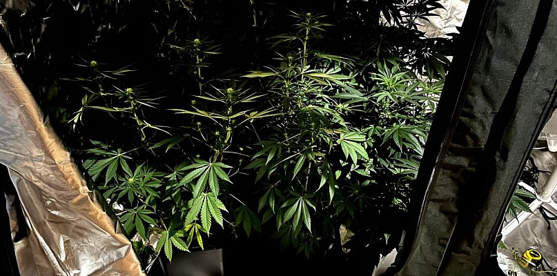 Prowadził samochód po pijanemu, w domu miał narkotyki - 31746