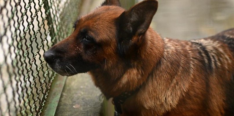 Weź psa z bytomskiego schroniska - 32383