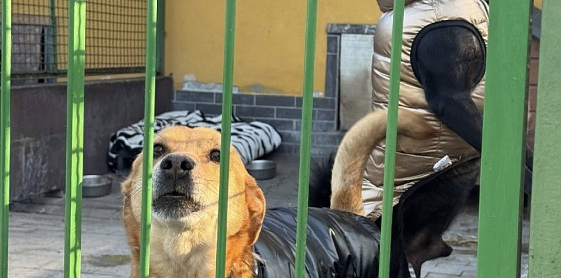 Schronisko pod kuratelą urzędu miasta - 32395