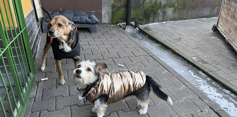 Prezydent zawiadamia NIK i Urząd Skarbowy w sprawie schroniska - 32419