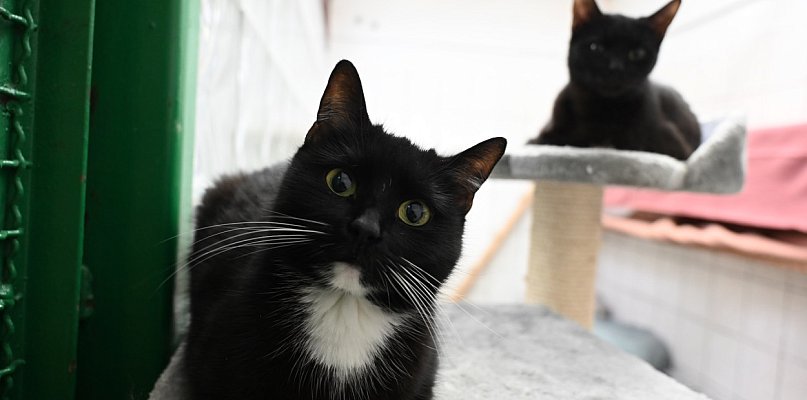 Weź do domu kota albo zaopiekuj się nim w schronisku