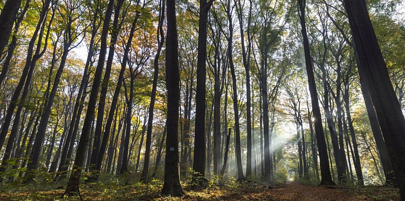 Segiet bardziej dostępny