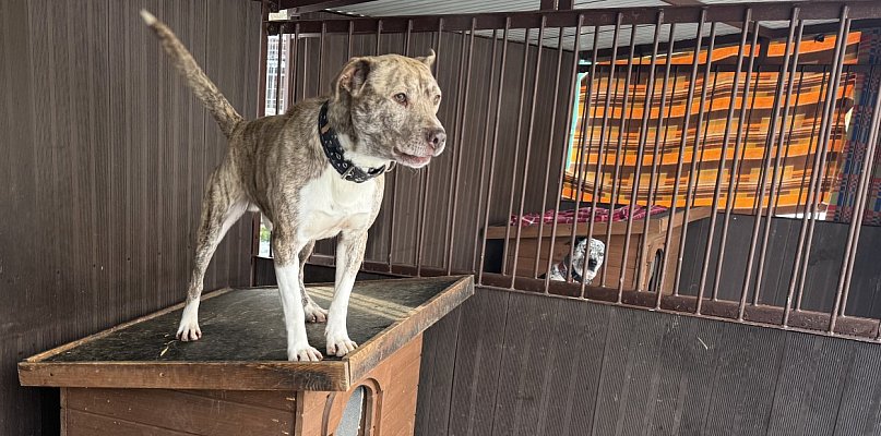 Psy czekają na spacery. Bytomskie schronisko zaprasza chętnych