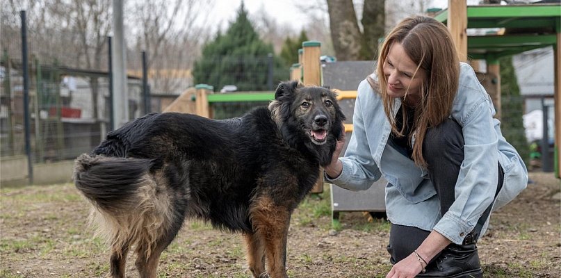 Z korporacji do schroniska dla bezdomnych zwierząt