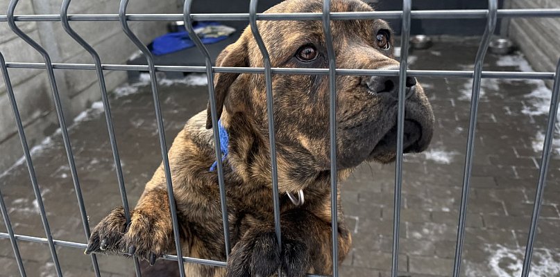 Rośnie liczba sfinalizowanych procedur adopcyjnych w bytomskim schronisku