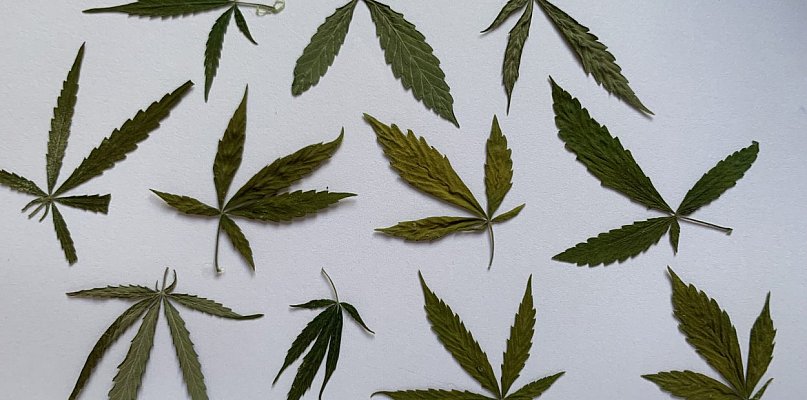 Posiadał zapasy nielegalnej rośliny do palenia. Grozi mu do 10 lat