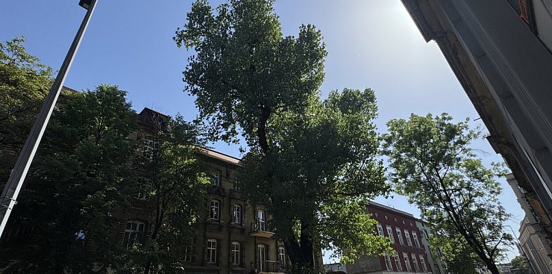 Pora na trzeci pomnik przyrody w Bytomiu. Jest apel do radnych