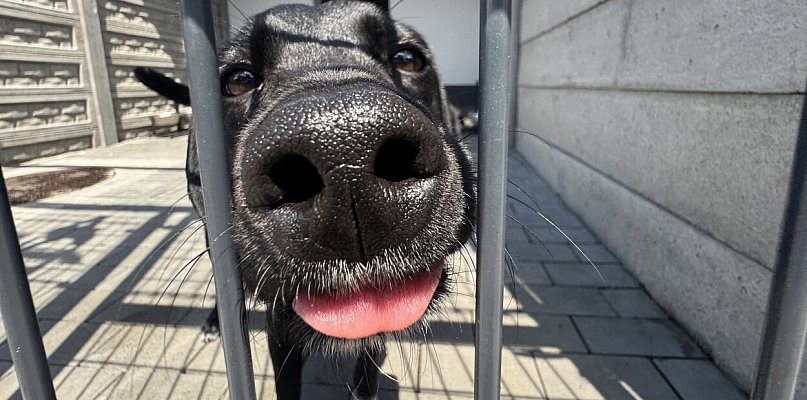 Fundacja PETRALANA uruchomiła zbiórkę na zakup samochodu dla schroniska