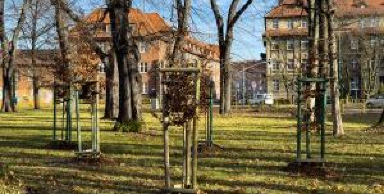 Aż 266 nowych drzew zasadzono w całym mieście