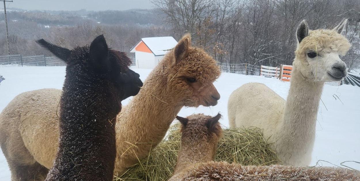Alpaki to egzotyczne zwierzęta ukochane przez dzieci
