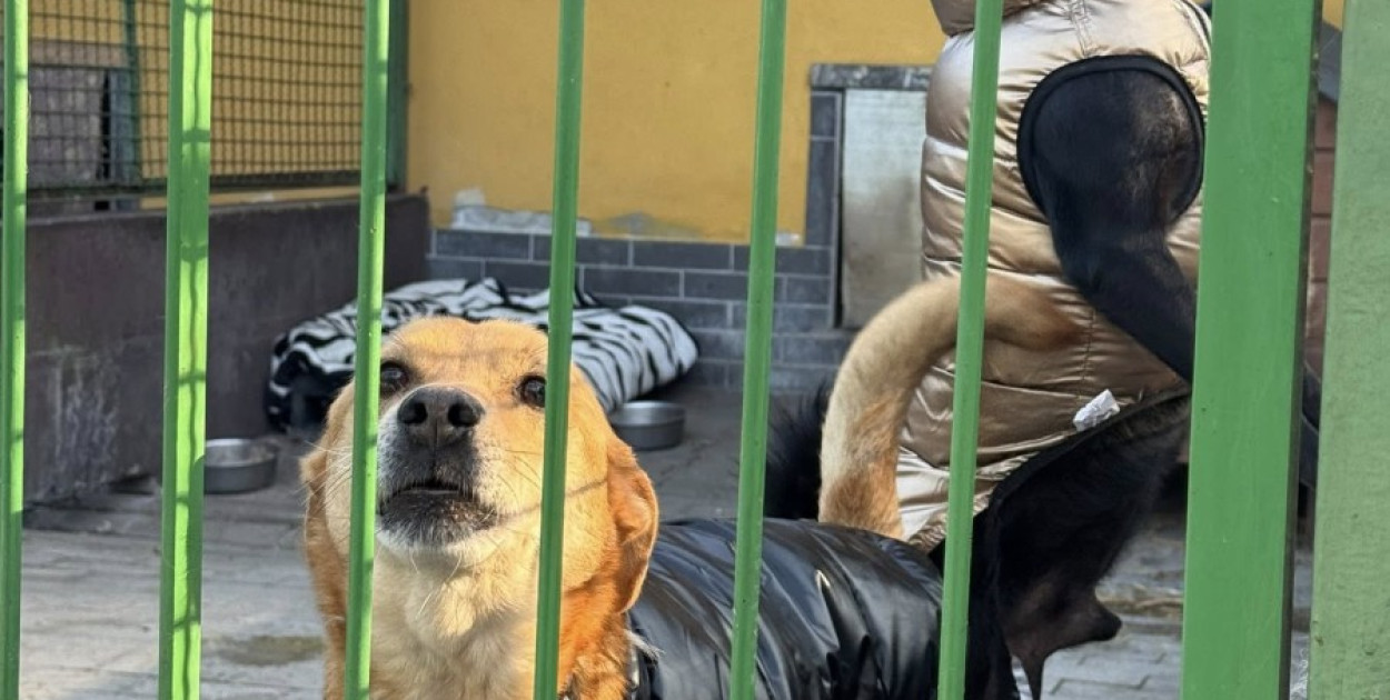 Psy zostały zabezpieczone przed zimnem