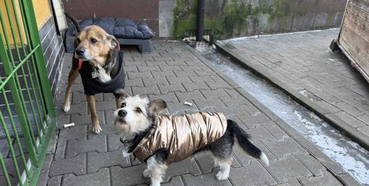 Akcja adopcyjna w schronisku trwa