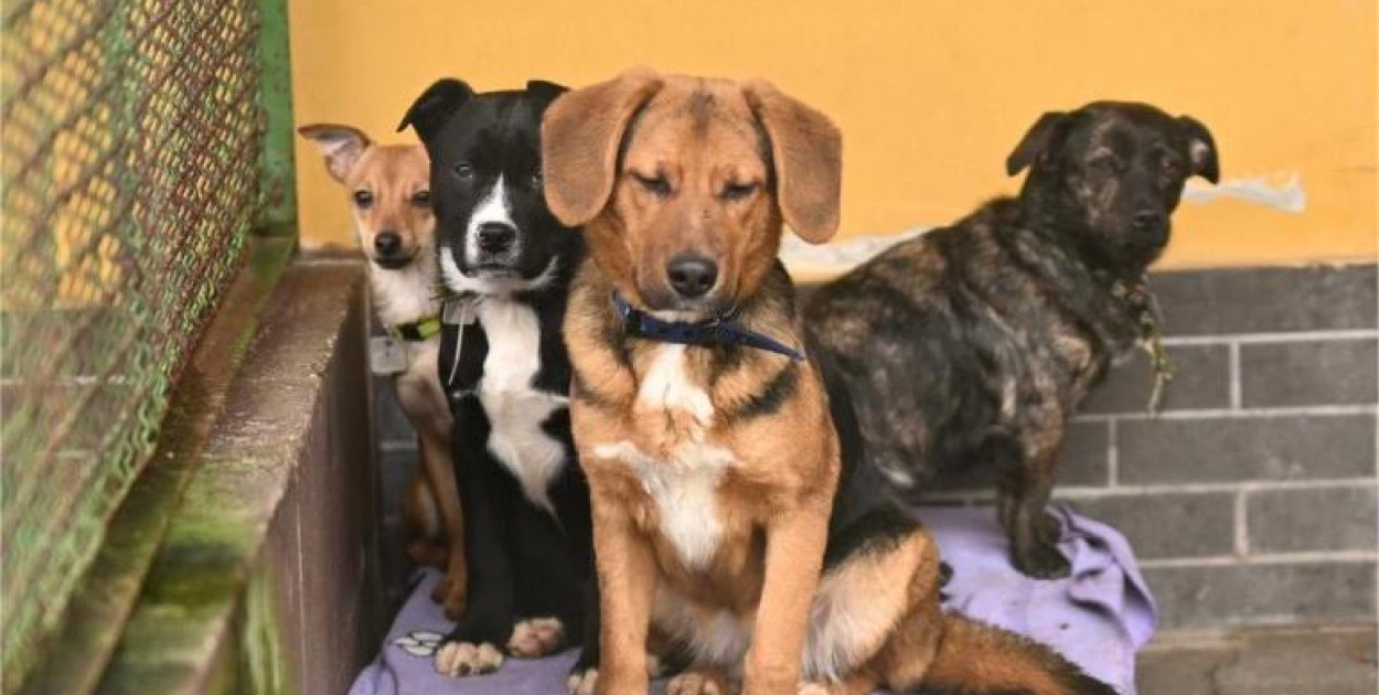 W Ratuszu powstał Referat Opieki nad Zwierzętami