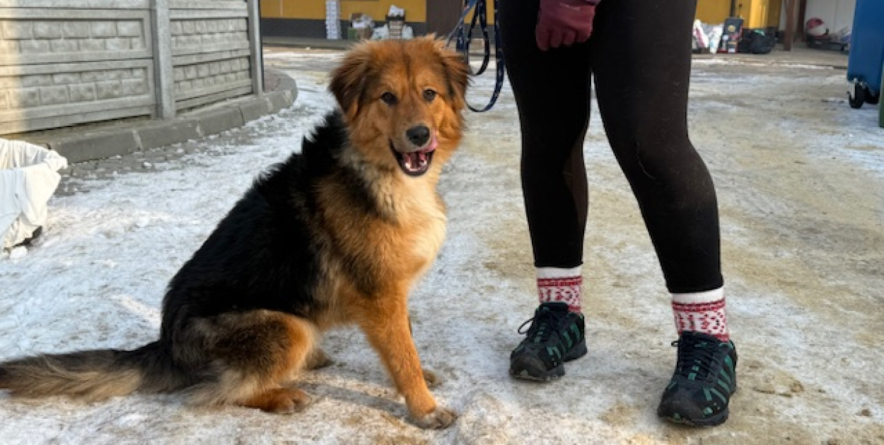 Pospaceruj z psem ze schroniska