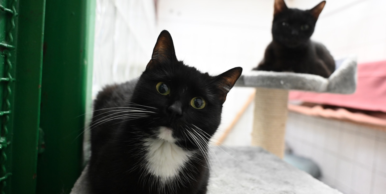 Weź do domu kota albo zaopiekuj się nim w schronisku