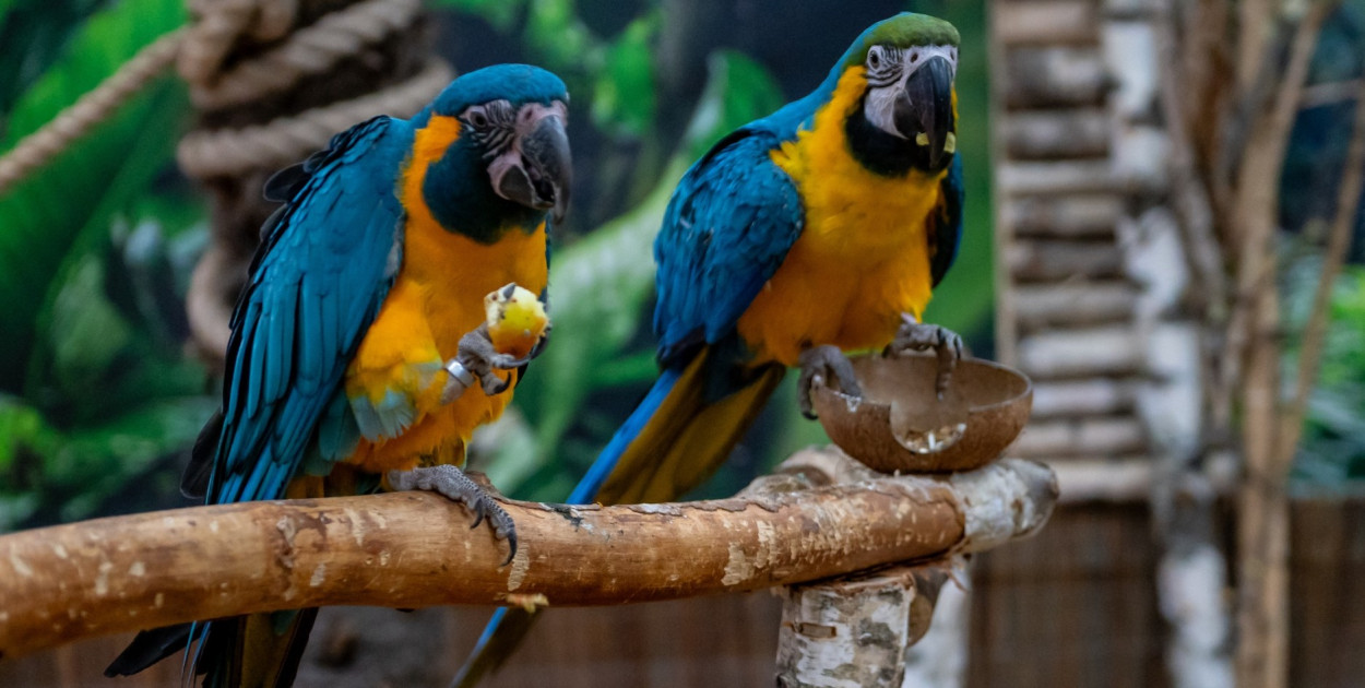 Poznaj Araland- kolorowy świat papug