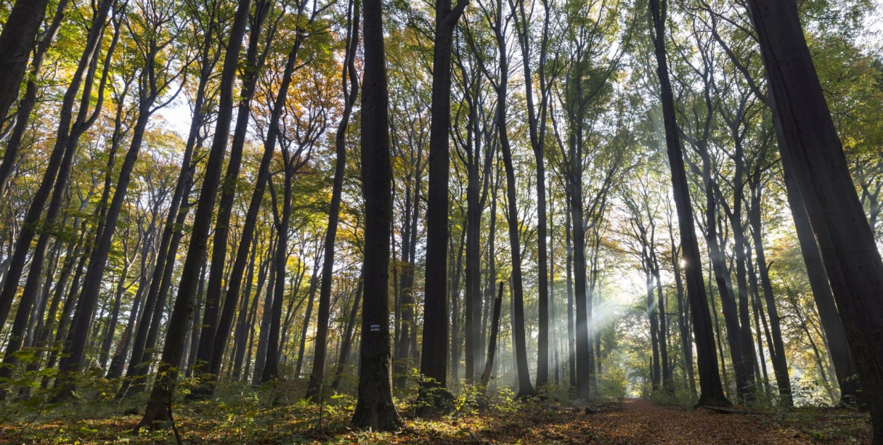 Segiet bardziej dostępny