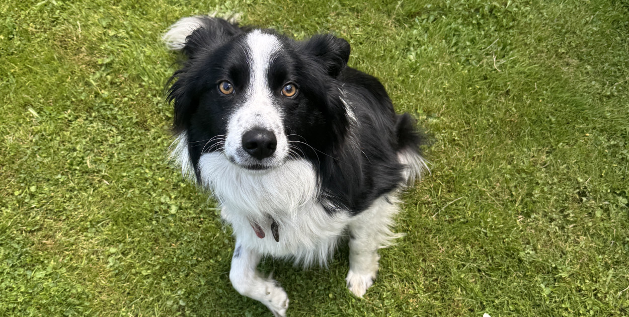 Śląski Ogród Botaniczny w Radzionkowie z zakazem wprowadzania psów