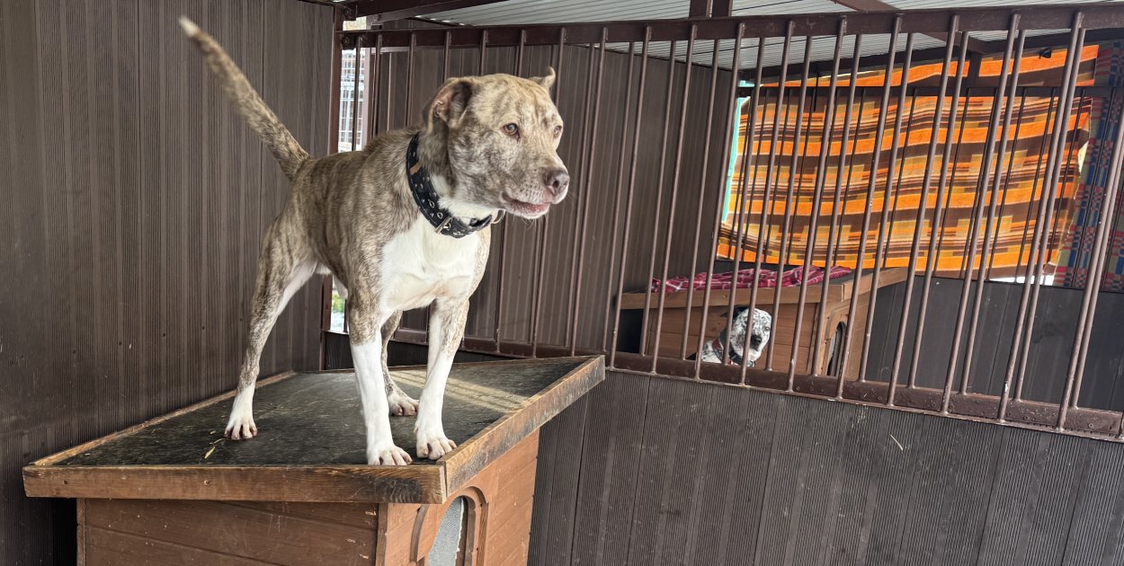 Psy czekają na spacery. Bytomskie schronisko zaprasza chętnych