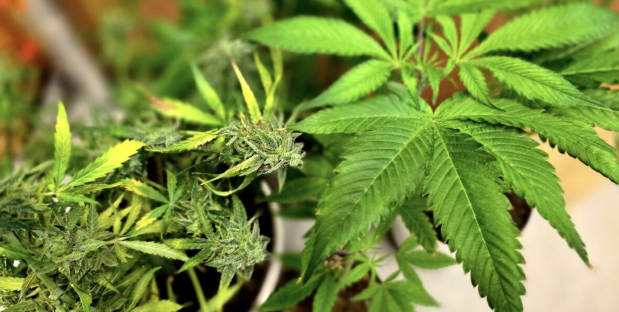 Kolejny donos na lokalnego ogrodnika. Za uprawę roślin czeka go więzienie