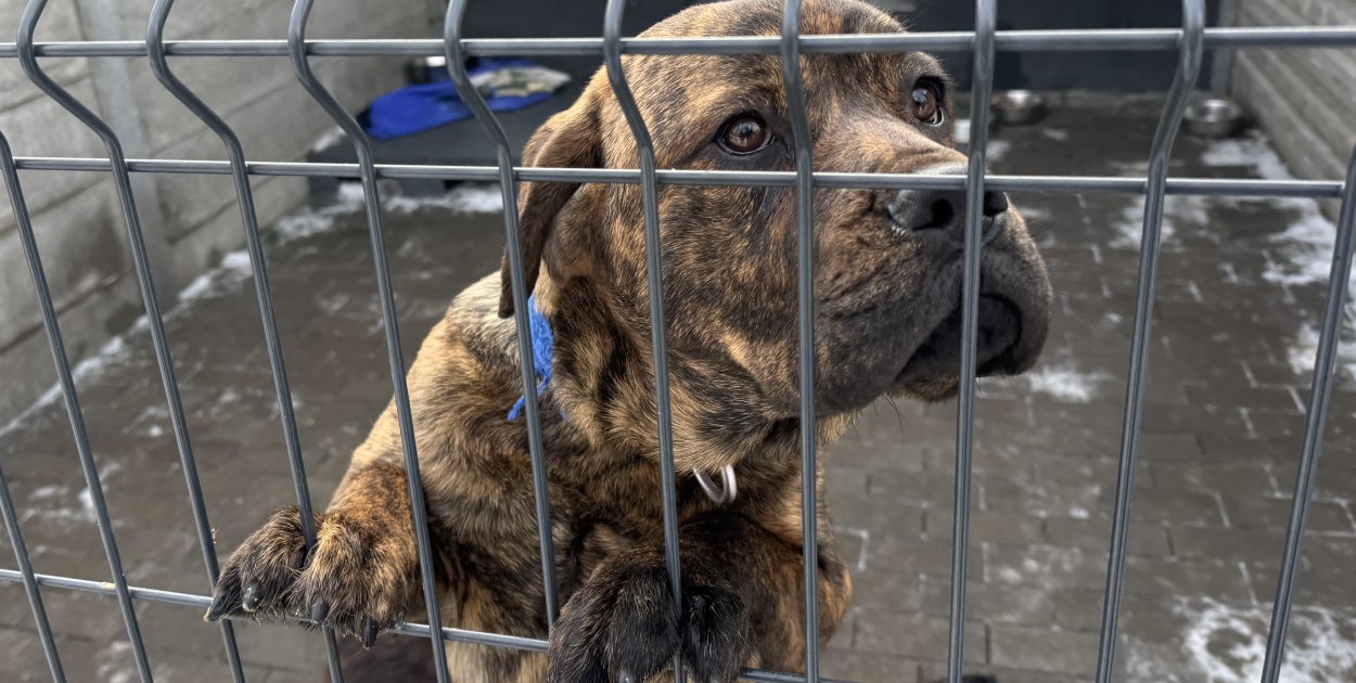 Rośnie liczba sfinalizowanych procedur adopcyjnych w bytomskim schronisku