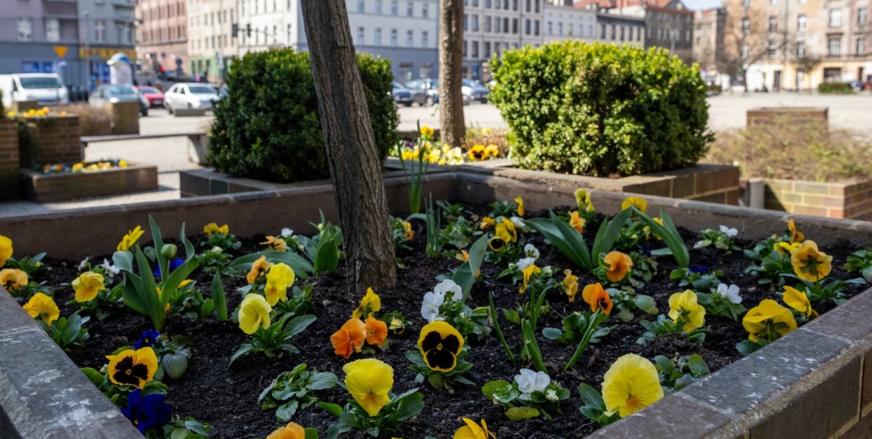 Wielkie wiosenne kwiatów sadzenie