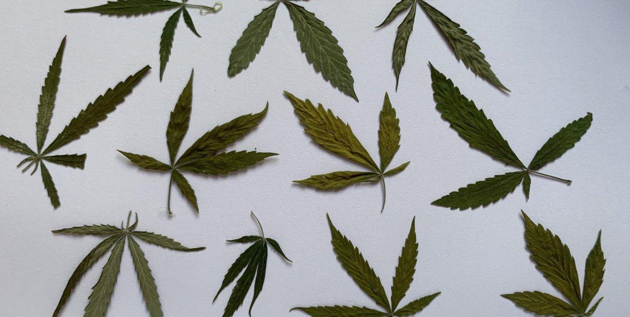 Posiadał zapasy nielegalnej rośliny do palenia. Grozi mu do 10 lat